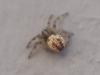 Larinioides sp.